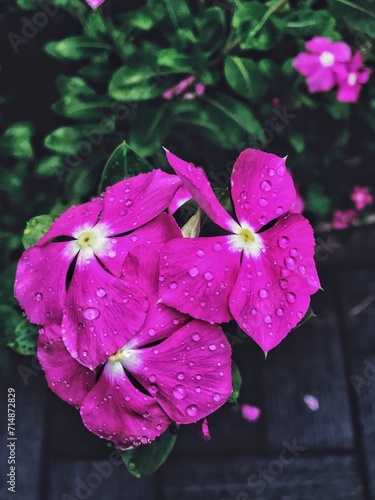 A periwinkle seen captured after rain