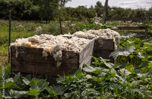 Bennes de laine de mouton, horizontal