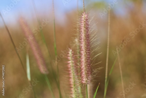 Chinese Foxtail Grass In A Field