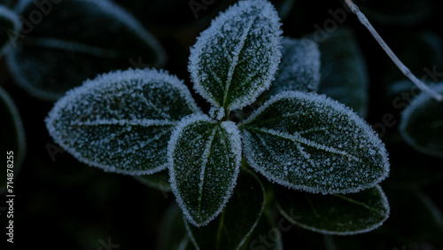 frost on leaf