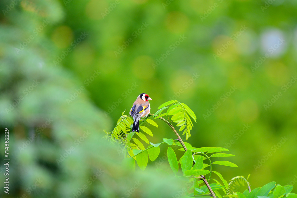 Beautiful photo of an European gold finch Beautiful photo of an European gold finch