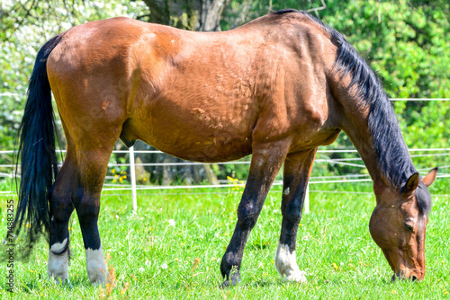 Horse grazing the meadows