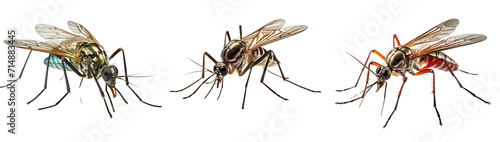 Collection of mosquitos isolated on transparent or white background photo
