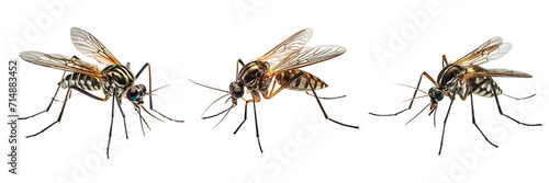 Collection of mosquitos isolated on transparent or white background photo