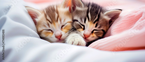 Two cute kittens sleeping on a pink blanket