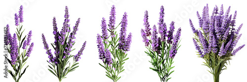Collection of lavenders isolated on transparent or white background