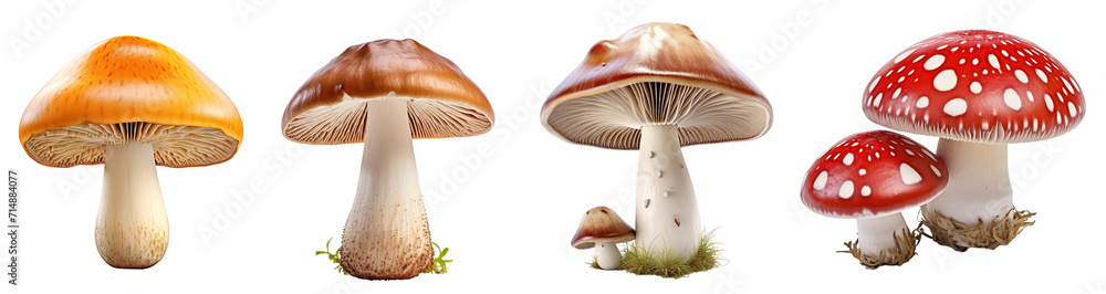 Collection of mushrooms isolated on transparent or white background Collection of mushrooms isolated on transparent or white background