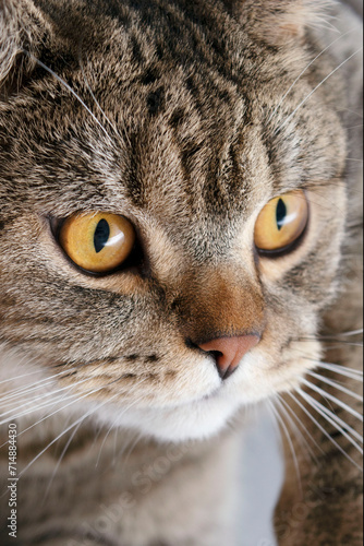 Fototapeta Naklejka Na Ścianę i Meble -  Banner of a close up of a tabby cat face with brown eyes and nose