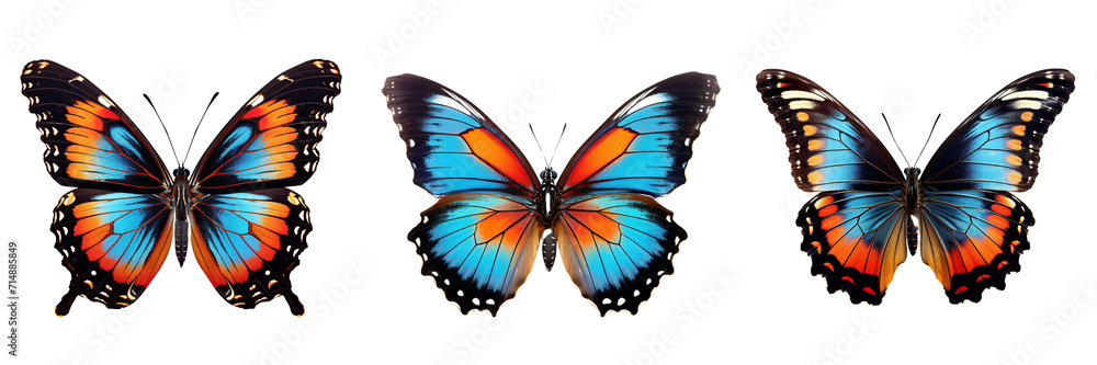 Collection of butterflies isolated on transparent or white background