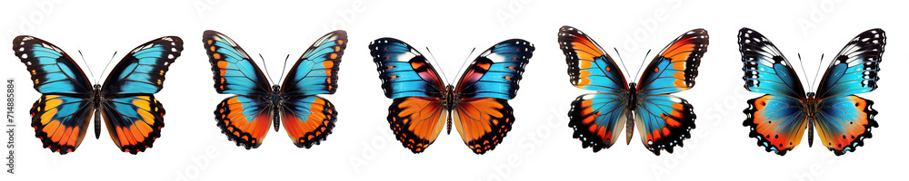 Collection of butterflies isolated on transparent or white background Collection of butterflies isolated on transparent or white background