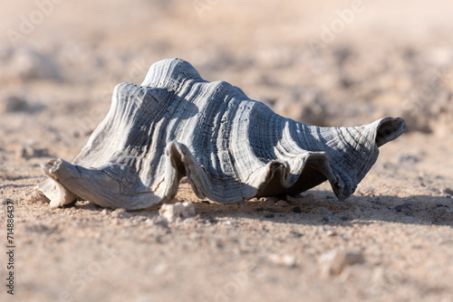 Close up old dry broken sea shell isolated on deserted sandy surface with blurred background, Egypt