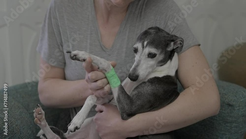 This video shows a close up view of an italian greyhound dog with an injured arm being held and comforted by it's owner.