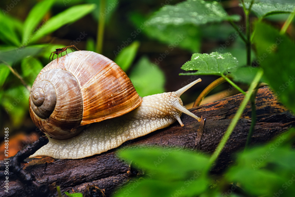Schnecke mit Haus kriecht im Unterholz auf einem Ast. Spinne sitzt auf der Schnecke und fährt mit. Schnecke mit Haus kriecht im Unterholz auf einem Ast. Spinne sitzt auf der Schnecke und fährt mit.