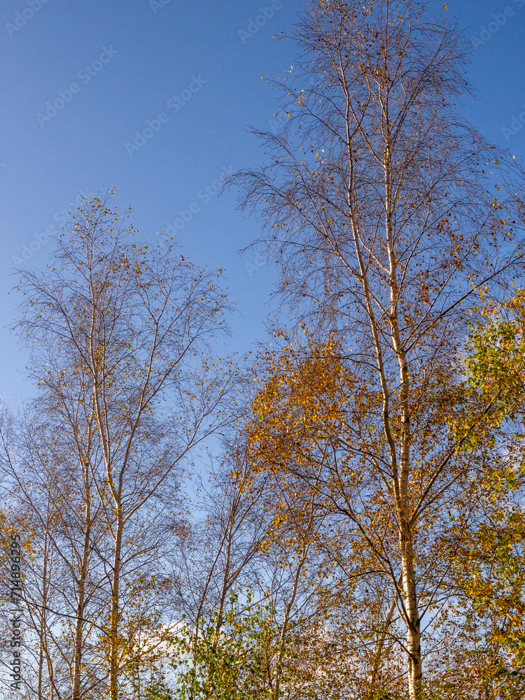 Autumn colours on trees at Newmans Flashes, Wincham, Cheshire, UK Autumn colours on trees at Newmans Flashes, Wincham, Cheshire, UK