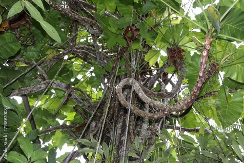 Philodendron imbé, nomes populares: tajaz de cobra, tracoá, curuba, originária do Brasil.
espécie perene, tropical,  hemiepífita, associada a troncos de árvores e palmeiras photo