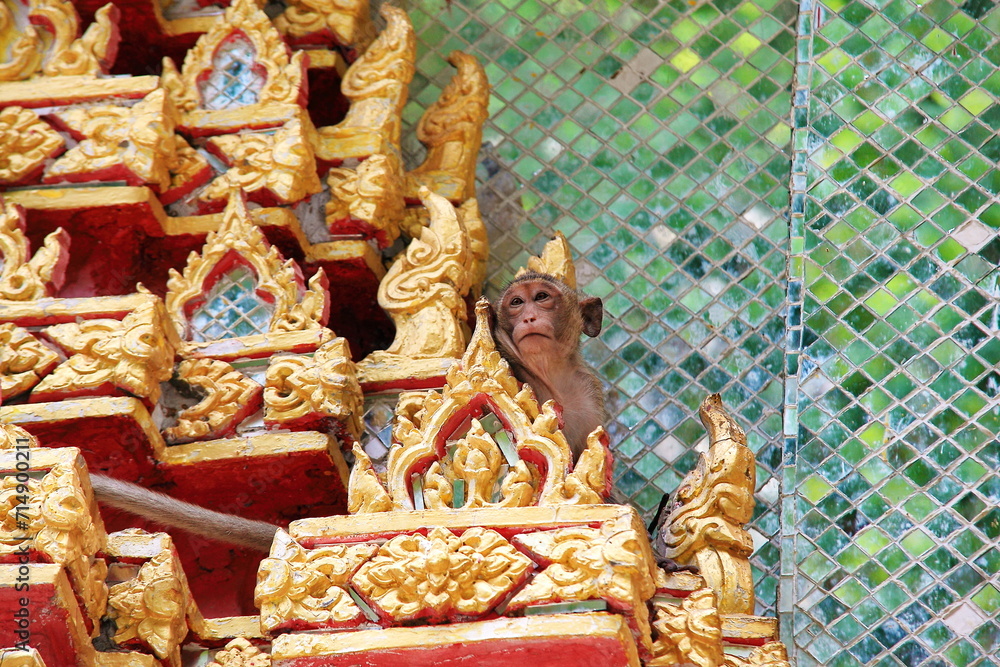 Fototapeta premium Thai monkey take a rest in the temple