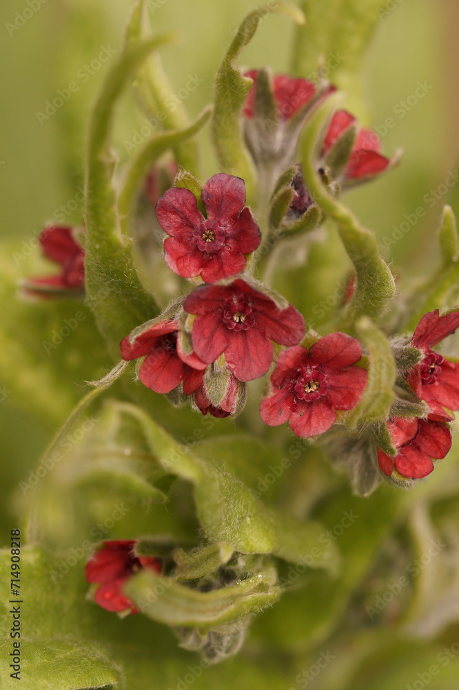 Obraz premium Closeup on a soft red flowering houndstongue, houndstooth, dog's tongue or gypsy flower Cynoglossum officinale