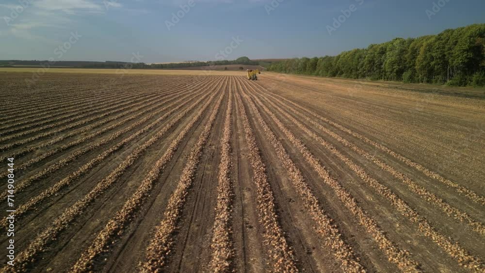 Onion harvest by tractor and harvester Onion harvest by tractor and harvester