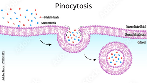 Pinocytosis - Process by which The Cell Takes in The Fluids Along with Dissolved Small Molecules - Medical Vector Illustration