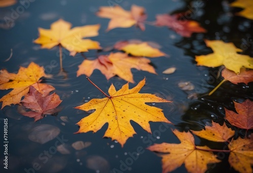 Colorful fall leaves in pond lake water floating autumn wet leaf Fall season leaves in rain puddle S