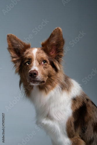 border collie dog