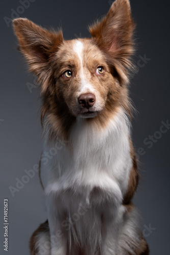 border collie dog