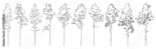 Fotografia Contour of tall coniferous trees, set of beautiful pine trees