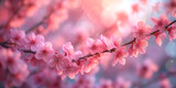 Cherry blossom flower