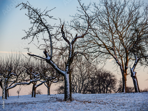 Vereister Baum im Winter