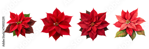 Set Of Poinsettia Plant isolated on A Transparent Background