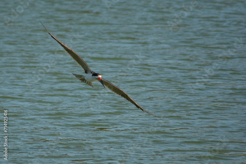 El ave rayador volando sobre la laguna