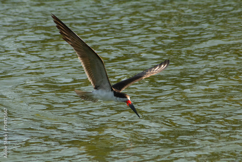 El ave rayador volando sobre la laguna