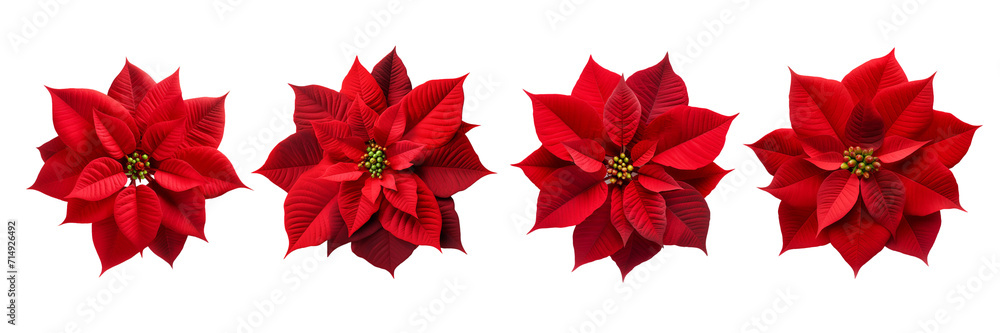 Set Of Poinsettia Plant isolated on A Transparent Background