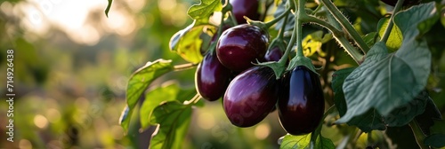Lush eggplants with a glossy finish dangle from their leafy stems in a sunlit vegetable garden photo