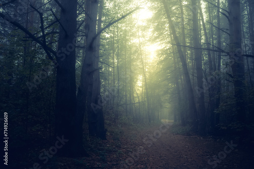 Beautiful mystical forest in blue fog in autumn. Colorful landscape with enchanted trees with orange and red leaves. Scenery with path in dreamy foggy forest. Nature background