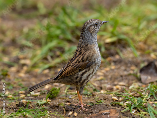 A Dunnock standing upright and alert, sometimes referred to as the Hedge Sparrow.