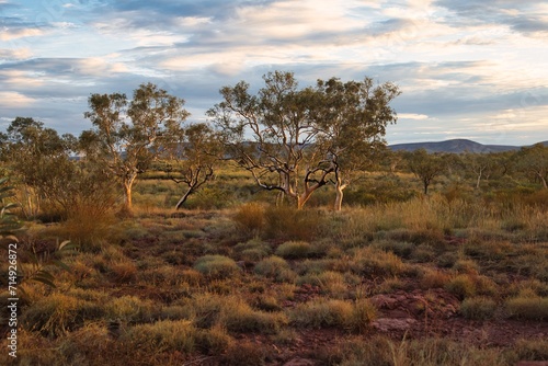 Eucalyptus trees in golden hour light at Karijini National Park  Western Australia. Beautiful evening scene in Australia s outback. 