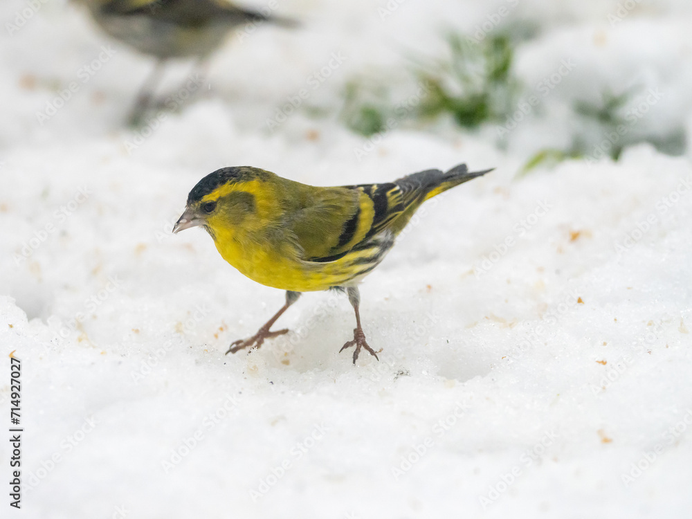 A male Siskin looking for food on the ground which is covered in snow during the winter months. A male Siskin looking for food on the ground which is covered in snow during the winter months.