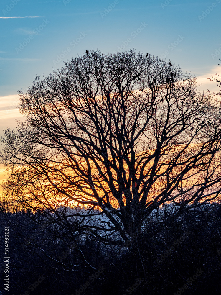 Krähen auf Bäumen bei Sonnenuntergang im Winter