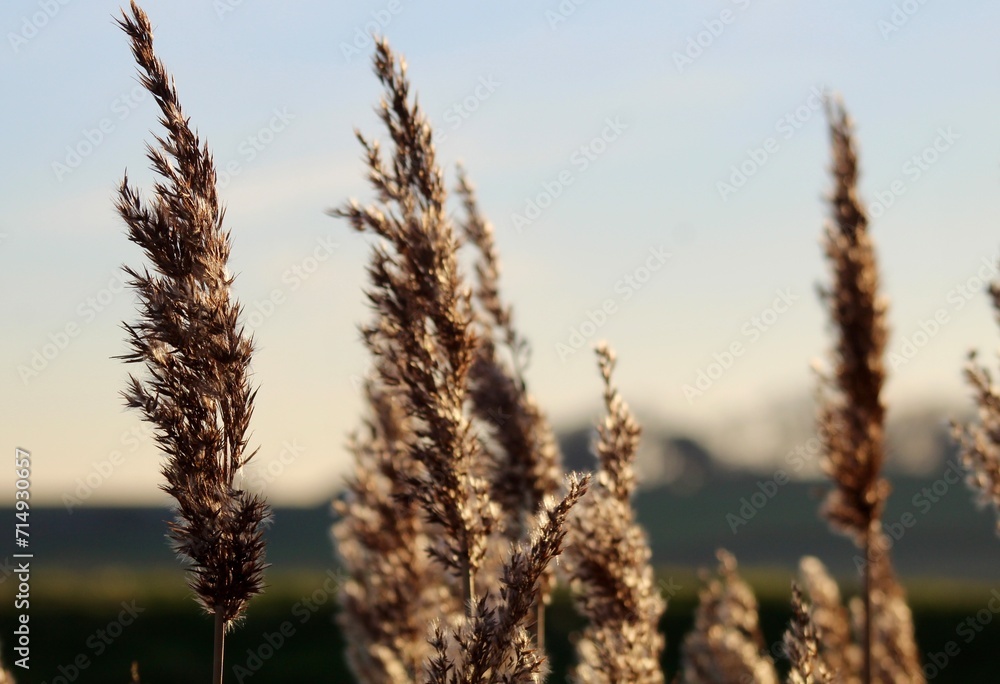 Fototapeta premium wheat field at sunset