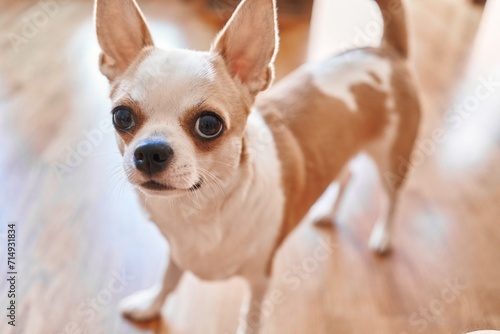 Cute chihuahua stares with big eyes inside a home, evoking warmth and companionship