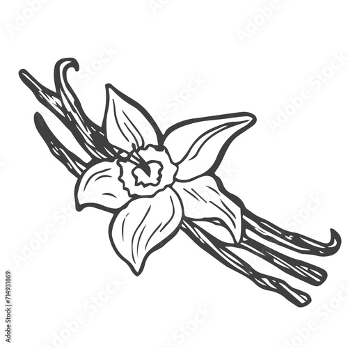 vanilla illustration on white background. vector