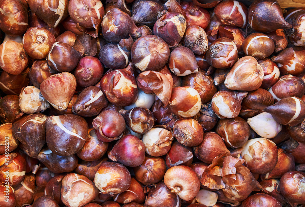 Close-up shot of raw tulip bulbs piled together, showcasing natural textures and agriculture concept. Close-up shot of raw tulip bulbs piled together, showcasing natural textures and agriculture concept.