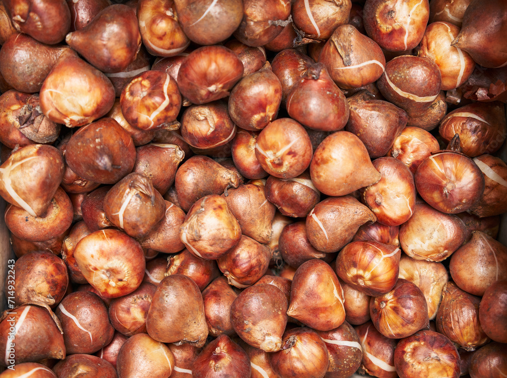 Close-up view of numerous vibrant tulip bulbs in natural colors representing gardening and horticulture. Close-up view of numerous vibrant tulip bulbs in natural colors representing gardening and horticulture.