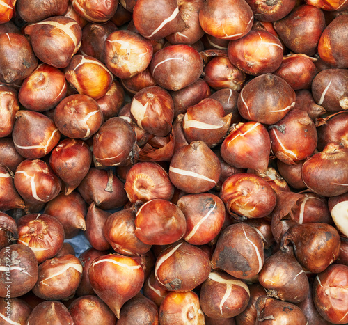 A closeup of numerous tulip bulbs in natural brown shades, ready for planting in a garden.