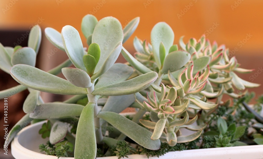 Obraz premium Different types of green succulents in close-up in a flower pot
