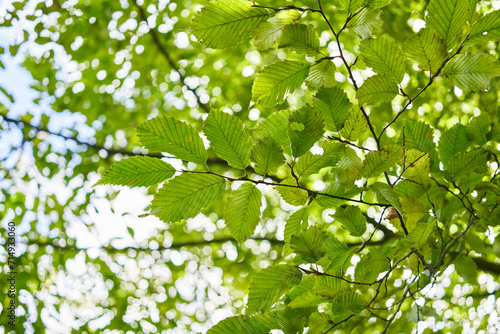 Backlit green leaves branch against a defocused sky, conveying freshness and spring vibes in an outdoor setting.