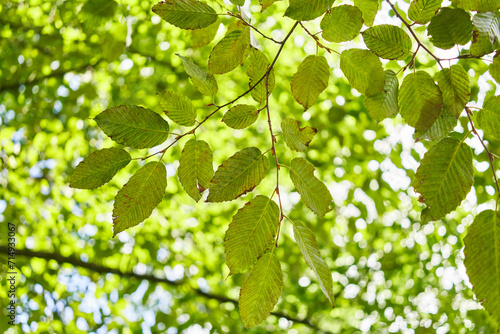 Delicate green leaves dappled with sunlight showcase the lush beauty of nature in springtime.