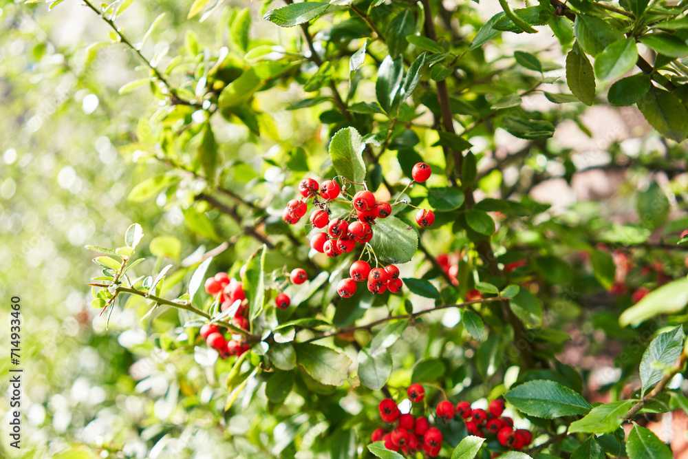 Close-up view of vibrant red berries and green leaves on a sunlight-dappled shrub in nature