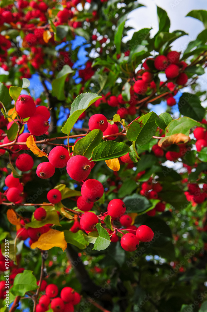 Red berries in Aspen, Colorado, USA. Red berries in Aspen, Colorado, USA.